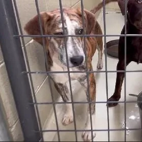 Copper Ray thumbnail 4