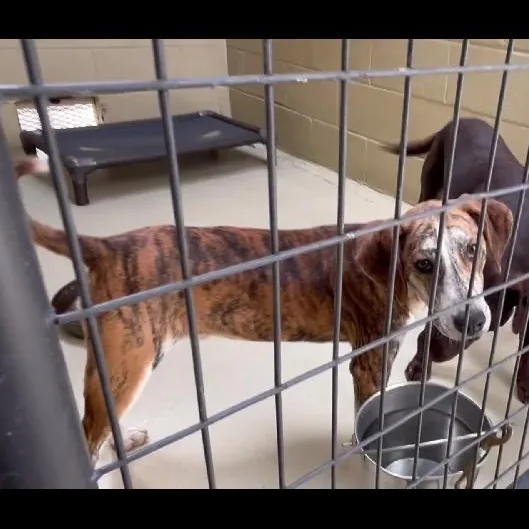 Copper Ray thumbnail 5