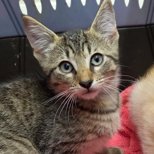 A baby small-sized male Brown / Chocolate Domestic Short Hair cat named Brown for adoption in Auburn, AL