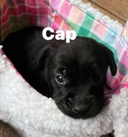 Cap thumbnail 2