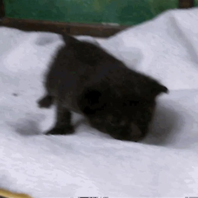 A baby small-sized male Black Domestic Short Hair cat named Kason for adoption in Houston, TX