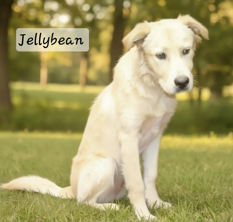 An adult medium-sized male Golden Retriever dog named Jellybean for adoption in Manchester, CT