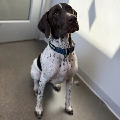 A young large-sized male German Shorthaired Pointer dog named Toby for adoption in Janesville, WI