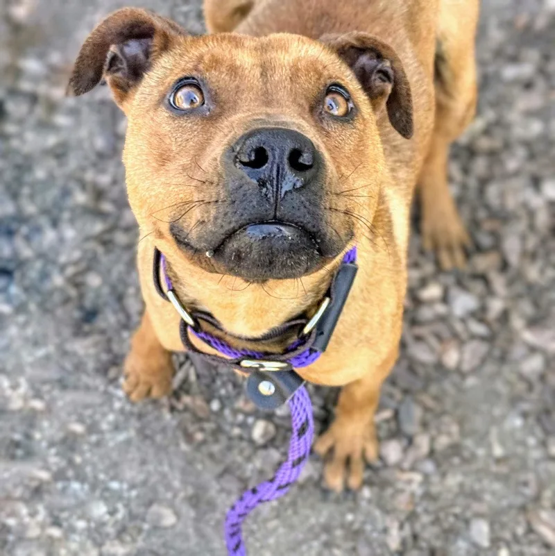 A baby medium-sized female Pit Bull Terrier dog named Petra for adoption in Oakland, CA