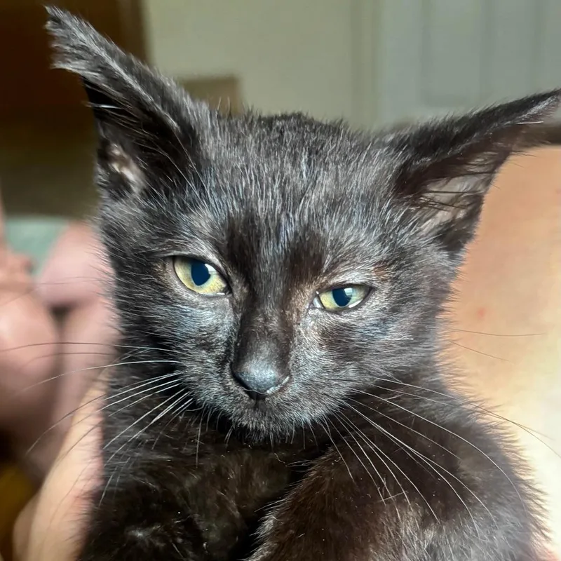 A baby small-sized female Black Domestic Short Hair cat named Locomotion for adoption in Evanston, IL