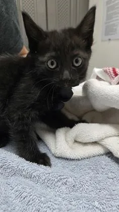 A baby medium-sized female Domestic Short Hair cat named Rewind for adoption in Sacramento, CA