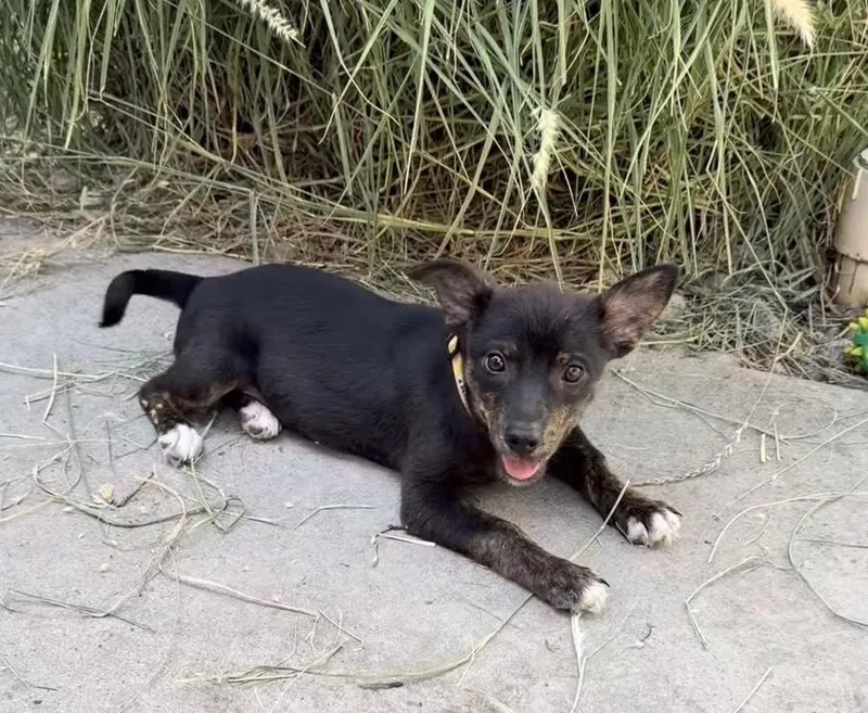 A baby medium-sized female Shepherd dog named Raspberry for adoption in Thornton, CO
