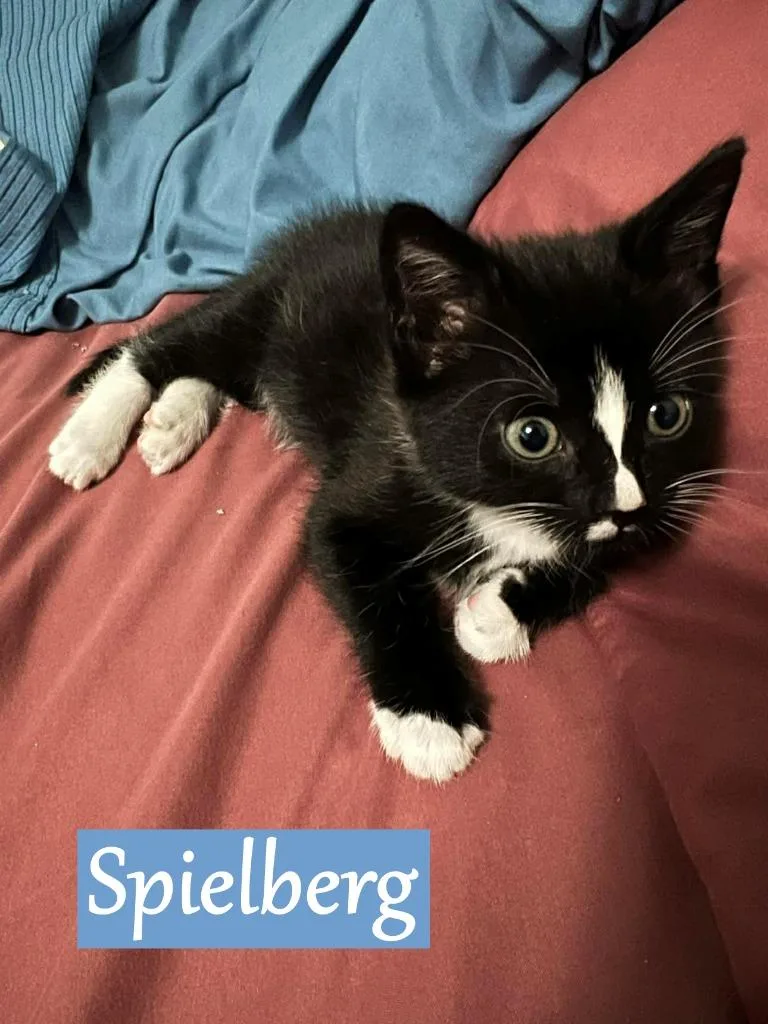 A baby medium-sized male Domestic Short Hair cat named Spielberg for adoption in Hoover , AL