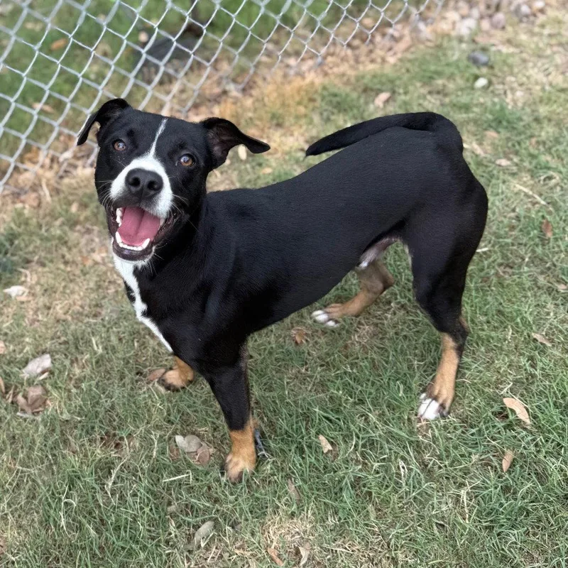 Bane Gch