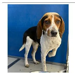 A young medium-sized male White / Cream Beagle dog named Ringo for adoption in Franklin, NC