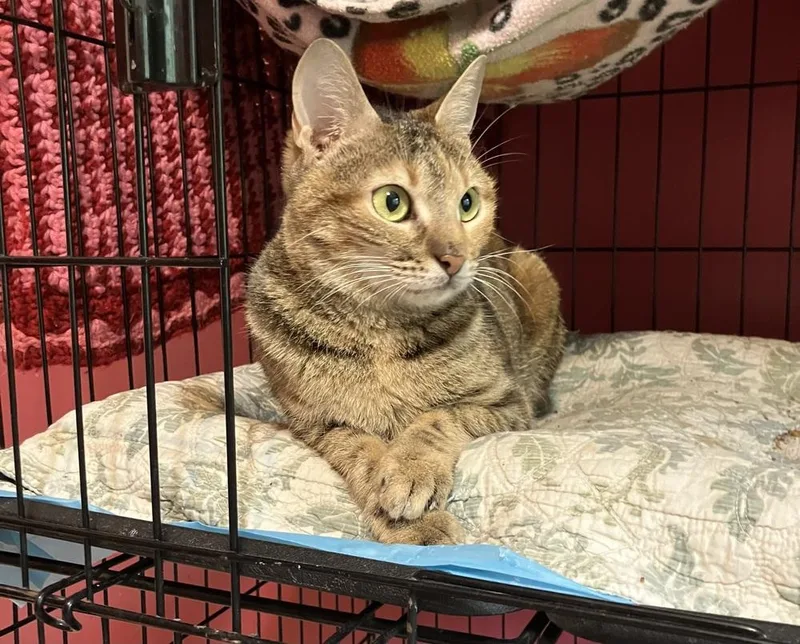 A young small-sized female Egyptian Mau cat named Totti for adoption in WOLCOTT, CT