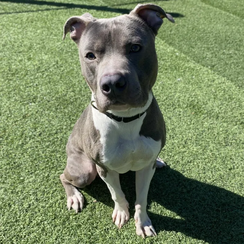 Shamrock thumbnail 3