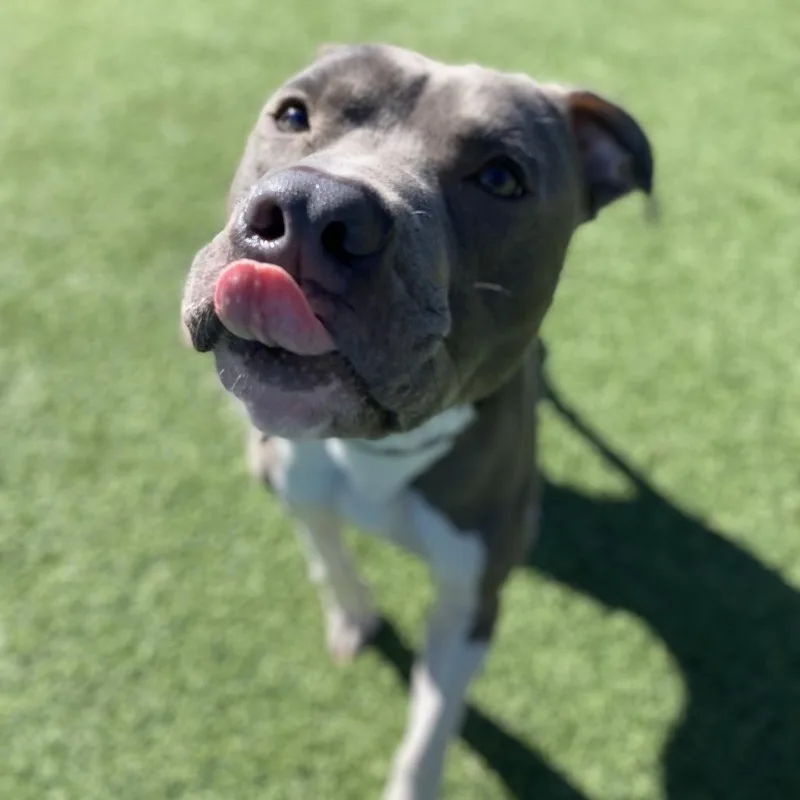 Shamrock thumbnail 4