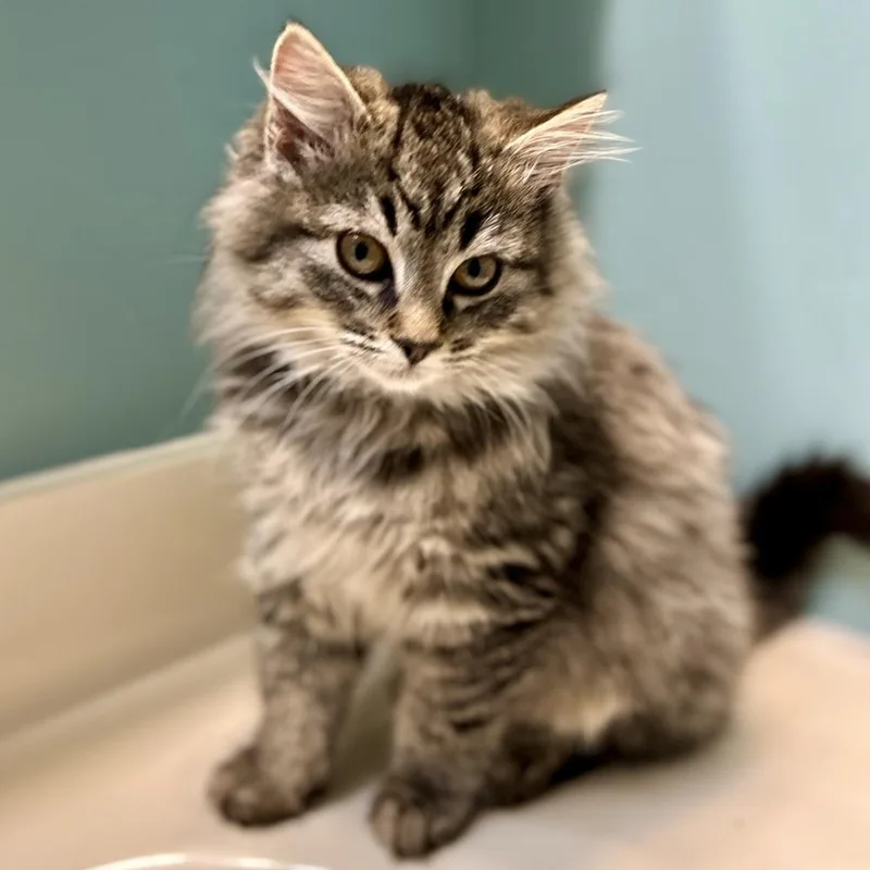 A baby small-sized female Domestic Long Hair cat named Candy Cane for adoption in Stafford, VA
