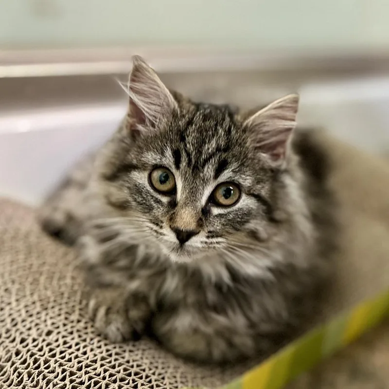 Candy Cane thumbnail 4