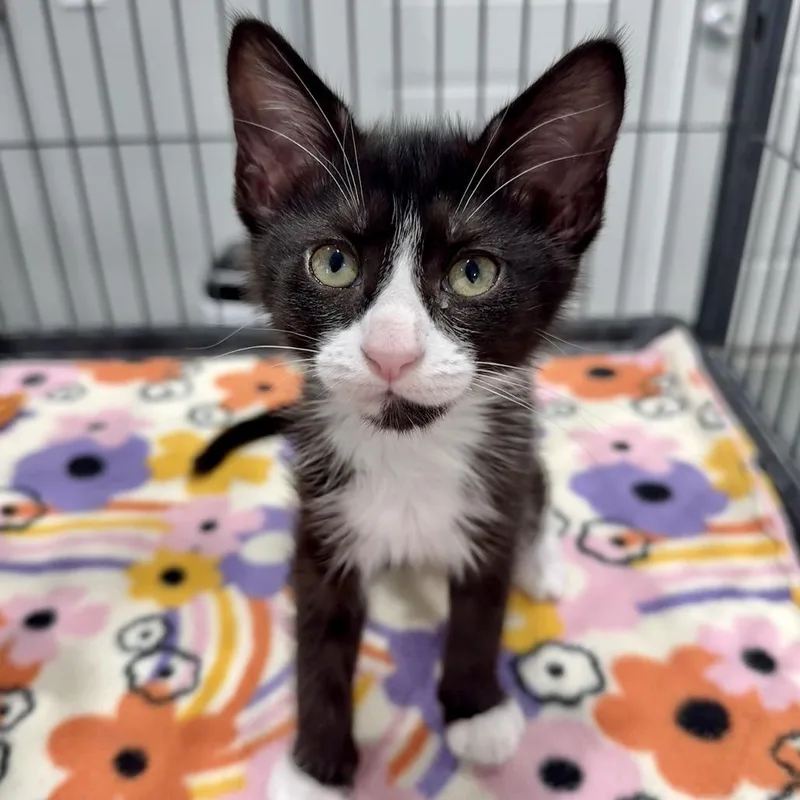 A baby small-sized female Black Domestic Short Hair cat named Kora for adoption in Bradenton, FL