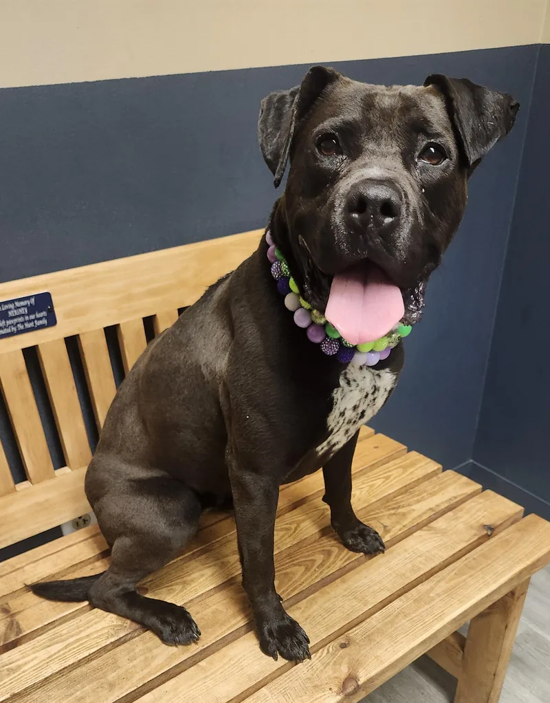 Lil Bo Peep thumbnail 2