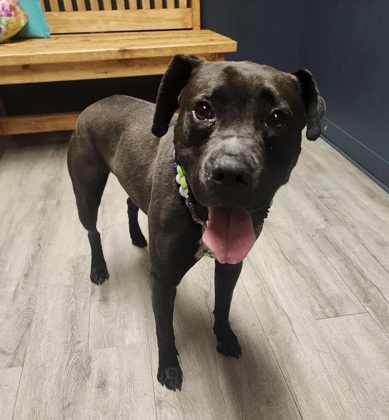 Lil Bo Peep thumbnail 3