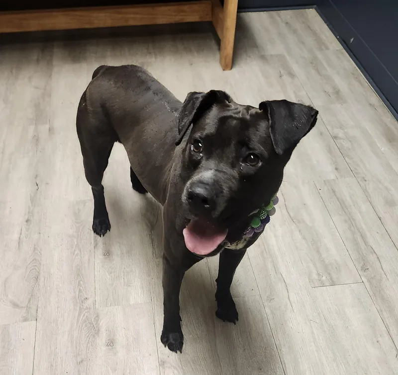 Lil Bo Peep thumbnail 4