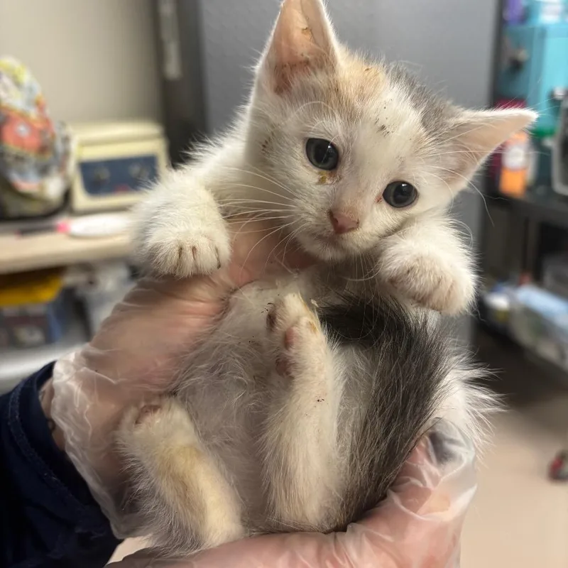 A baby small-sized female Gray / Blue / Silver Domestic Short Hair cat named Furby for adoption in Newark, NJ