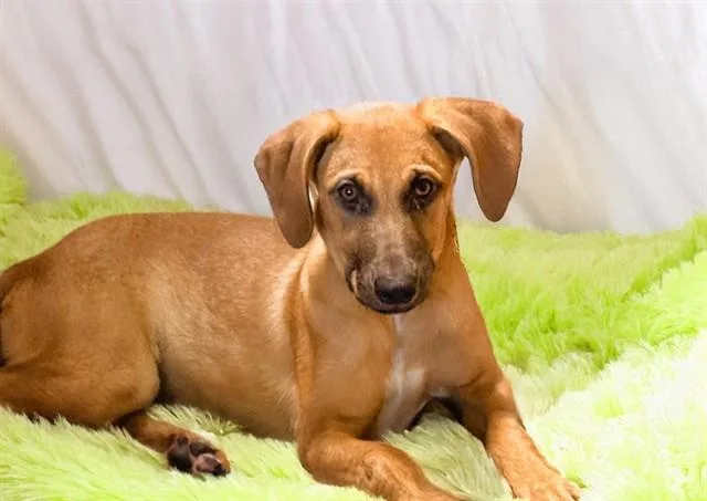 A young medium-sized female Labrador Retriever dog named Kendra for adoption in Fort Lauderdale, FL