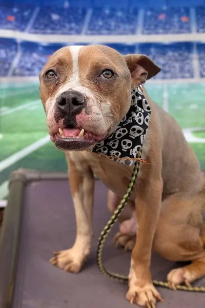 An adult medium-sized male Mixed Breed dog named Bobby Boucher for adoption in Cincinnati, OH