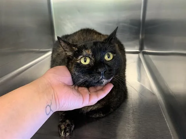 An adult large-sized female Domestic Short Hair cat named Bunny for adoption in Grand Prairie, TX