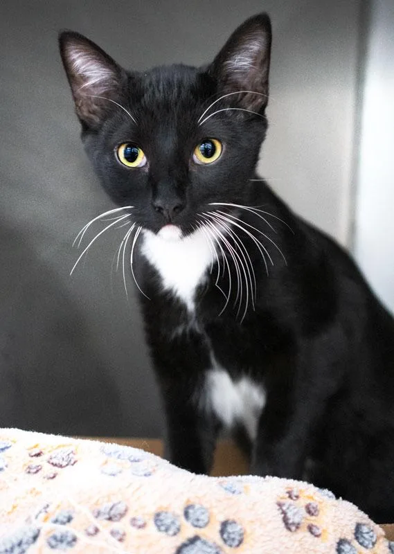 A young medium-sized male Black & White / Tuxedo Domestic Short Hair cat named Shamu for adoption in Monroe, GA