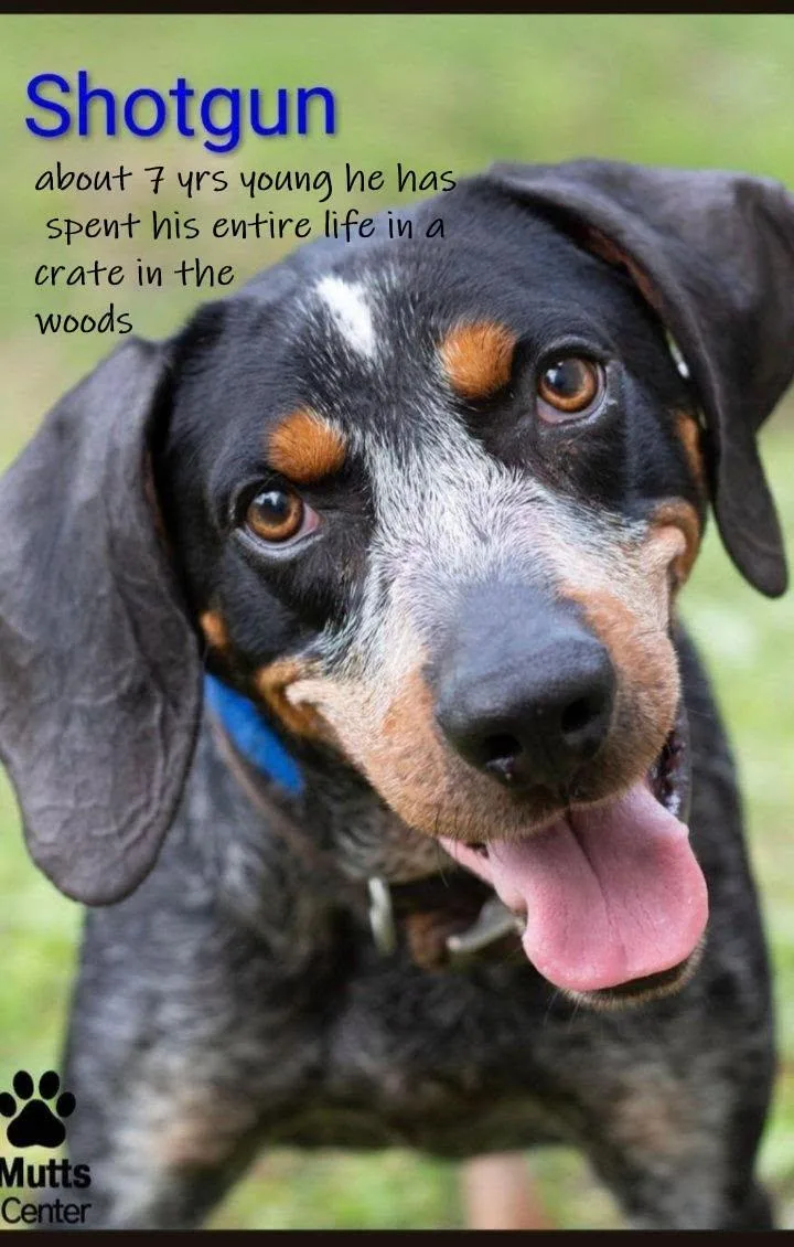 An adult medium-sized male Black Mixed Breed dog named Shotgun for adoption in Chardon, OH