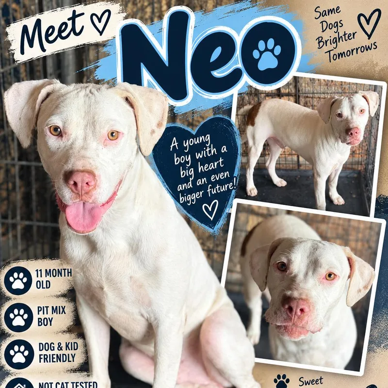 Neo