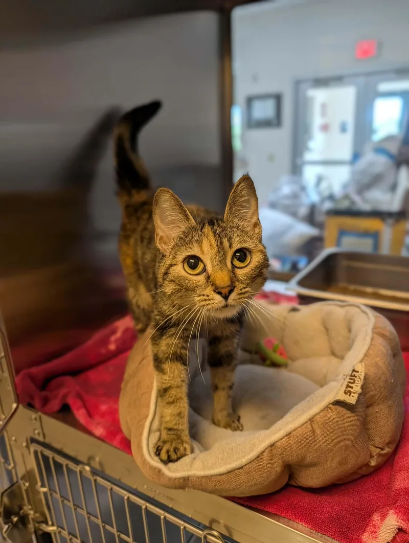 An adult medium-sized female Tabby (Orange / Red) Domestic Short Hair cat named Phoebe for adoption in Chambersburg, PA