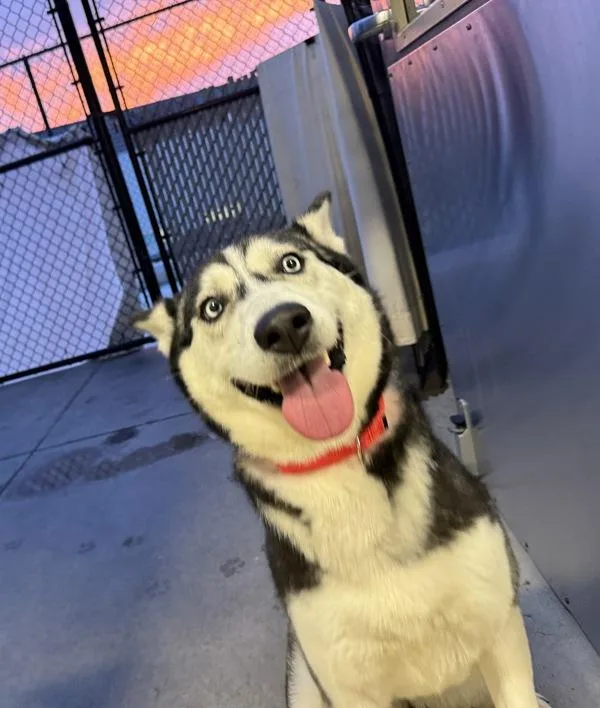 An adult large-sized female Siberian Husky dog named Soshana for adoption in San Diego, CA