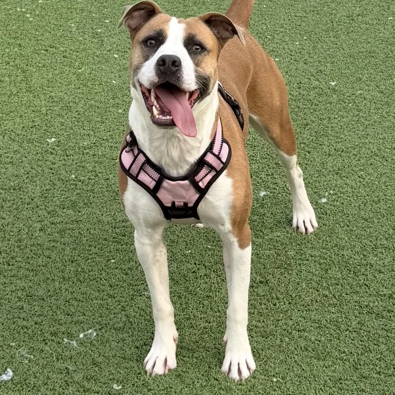 A young medium-sized female Boxer dog named Chloe for adoption in Carmel, NY