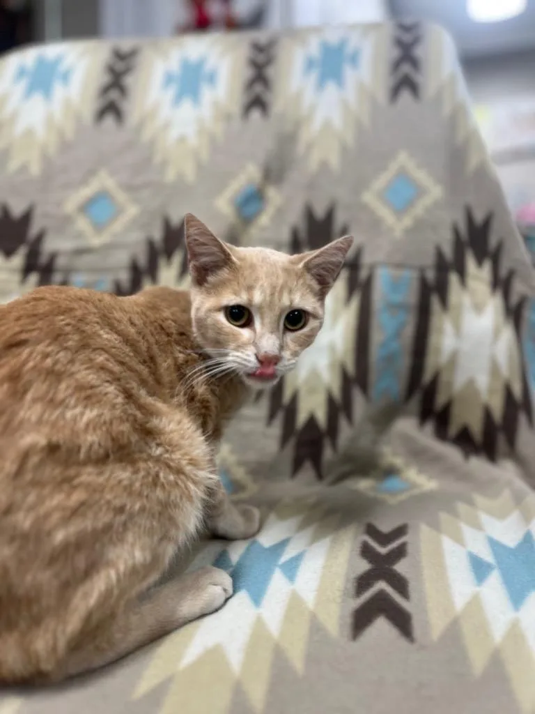 A young medium-sized male Domestic Short Hair cat named Robin for adoption in Hopkinsville, KY