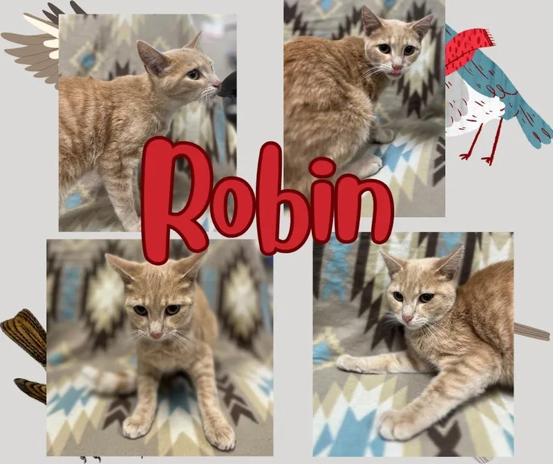 Robin thumbnail 5