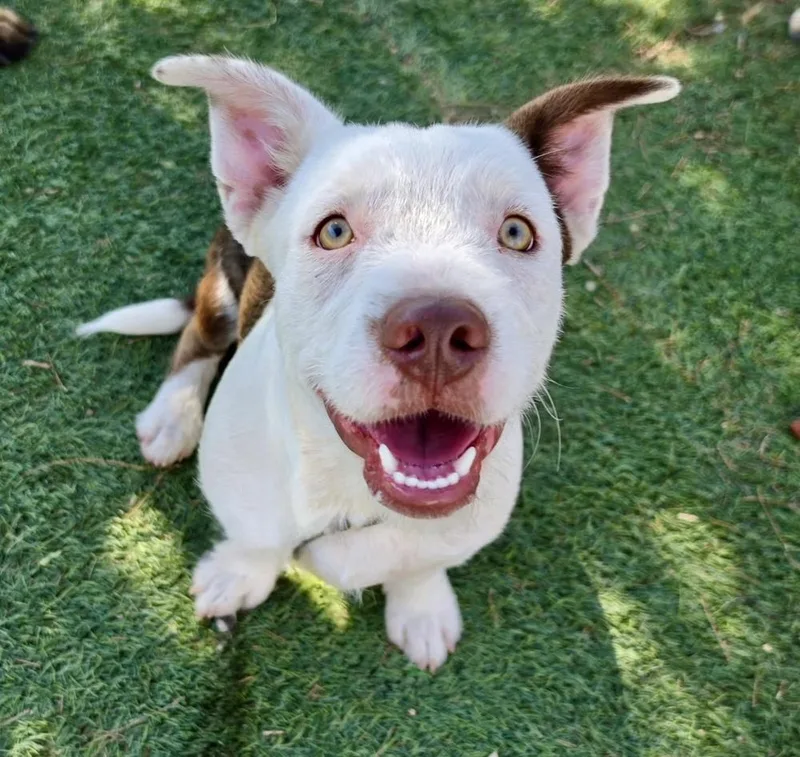A young medium-sized male Tricolor (Brown, Black, & White) Terrier dog named Frankenstein for adoption in Littleton, CO
