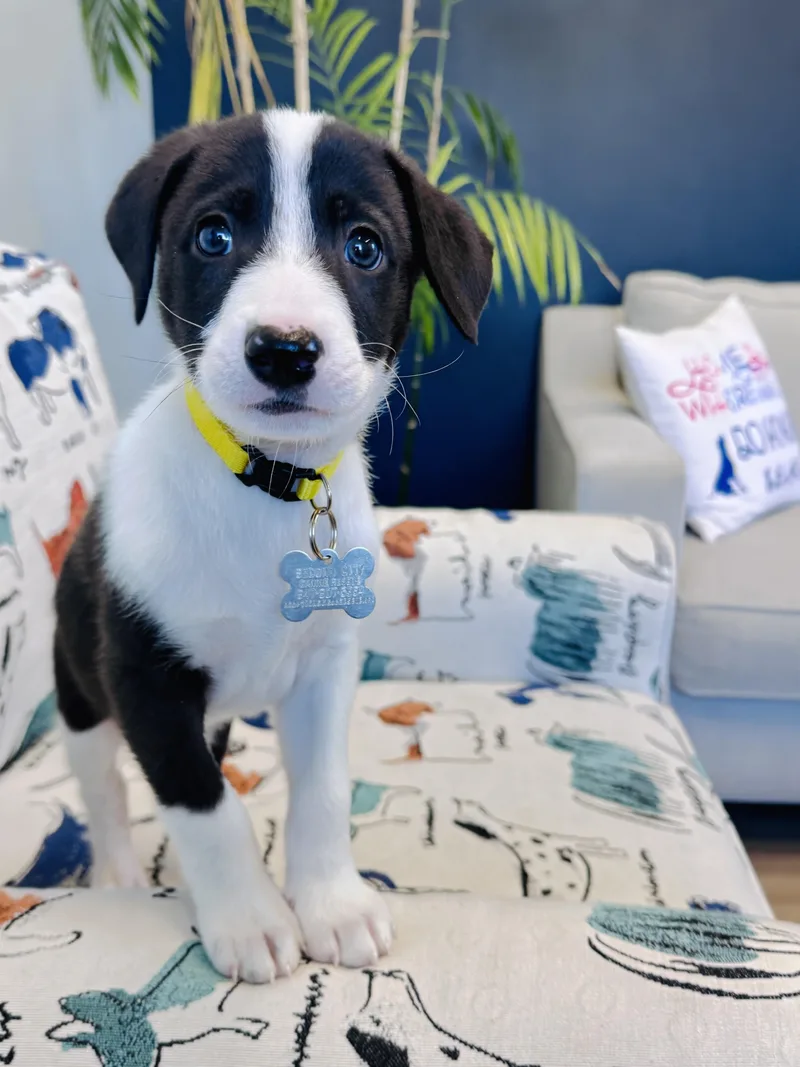 A baby medium-sized male Terrier dog named Waiver for adoption in Palatine, IL