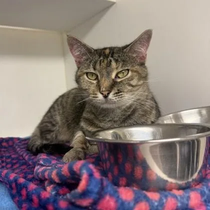 An adult medium-sized female Domestic Short Hair cat named Flossie for adoption in Springfield, MO