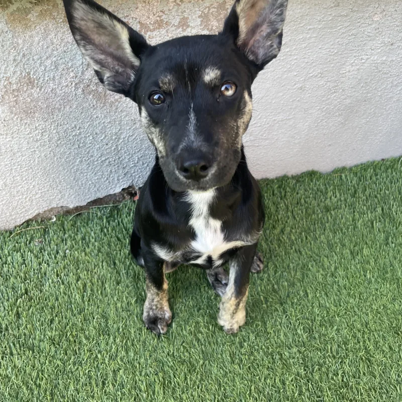 A baby medium-sized female Mixed Breed dog named Pizookie for adoption in Henderson, NV