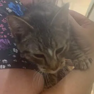A baby small-sized male Gray / Blue / Silver Domestic Short Hair cat named Chicken Biscuit for adoption in Washington, DC