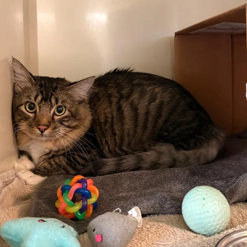 A young medium-sized female Brown / Chocolate Domestic Long Hair cat named Marvin for adoption in Glenwood Springs, CO