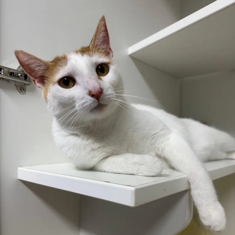 An adult large-sized male White Domestic Short Hair cat named Cheeto Dust for adoption in Waynesville, NC