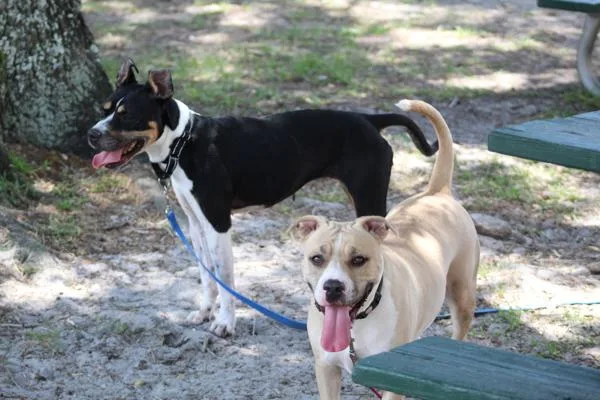 An adult large-sized female Mixed Breed dog named Sweet Potato for adoption in Melbourne, FL