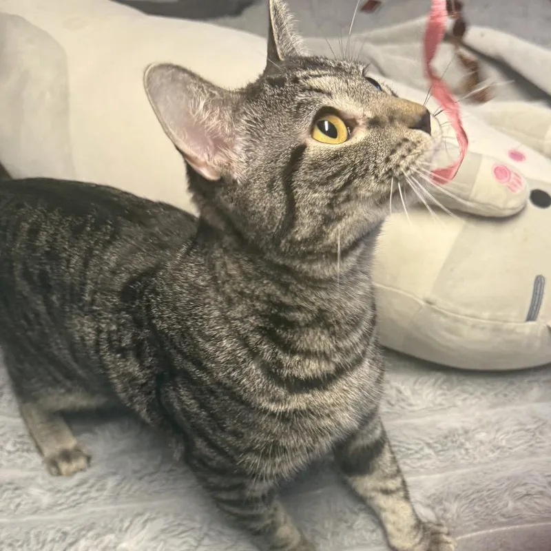 A young medium-sized male Brown / Chocolate Domestic Short Hair cat named Pancake Carter for adoption in Eagle Mountain, UT