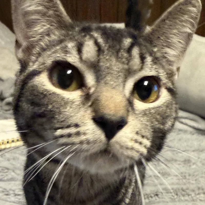 Pancake Carter thumbnail 3