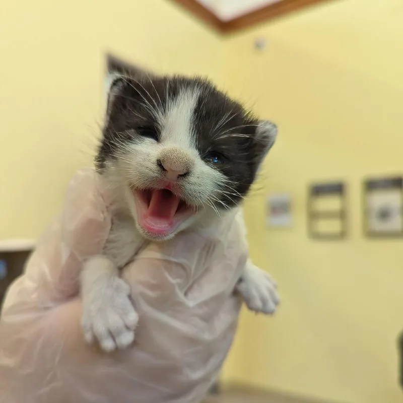 A baby small-sized female White Domestic Short Hair cat named Green Bean for adoption in Lynchburg, VA
