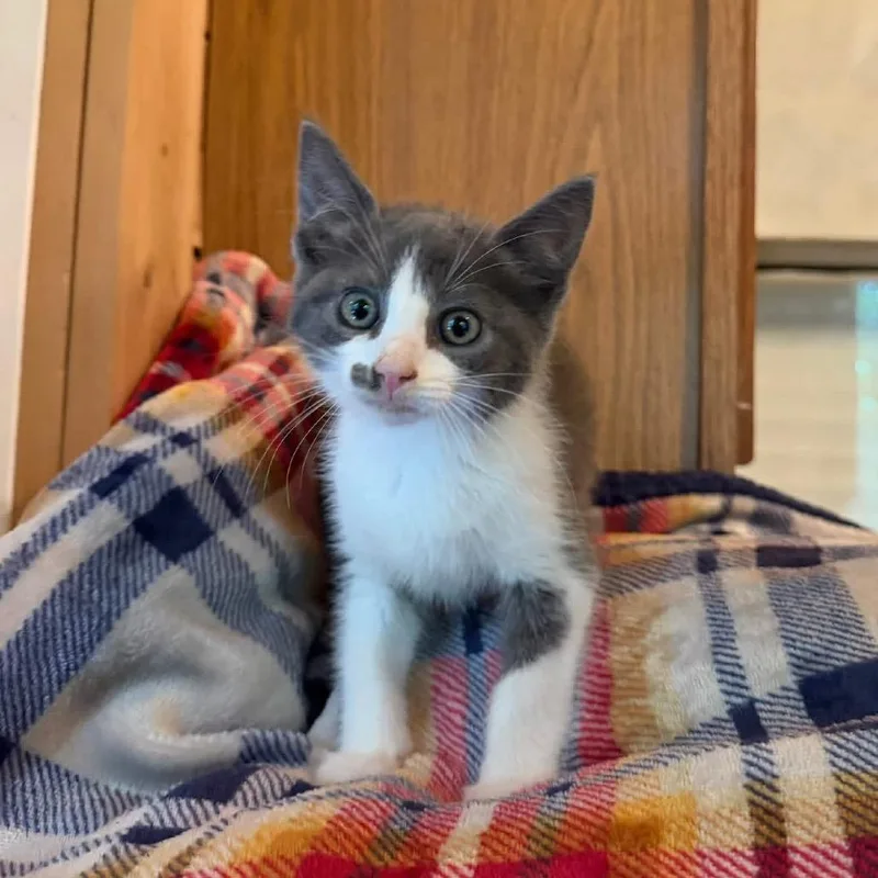 A baby small-sized male White American Shorthair cat named Meeny for adoption in Bessemer, AL