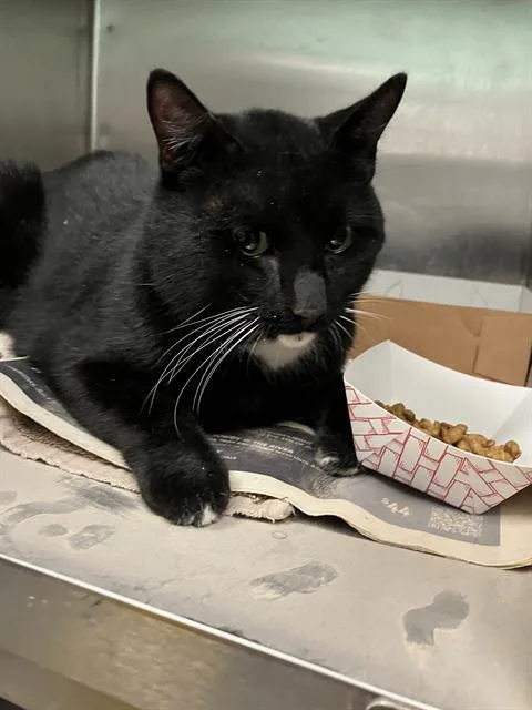 A young small-sized male Domestic Short Hair cat named Biloxi for adoption in Dallas, TX