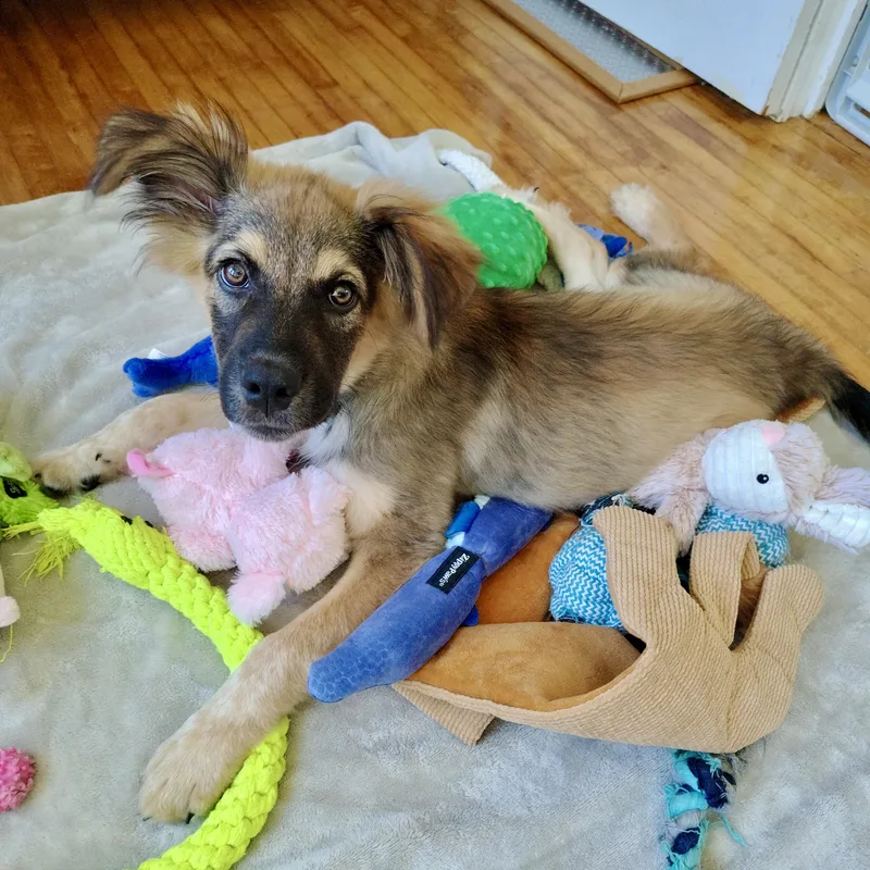 A baby medium-sized male Brown / Chocolate Australian Shepherd dog named Zeke for adoption in Prior Lake, MN