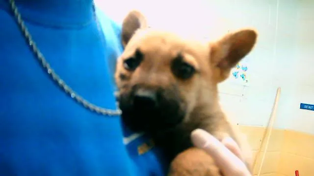 A baby small-sized male German Shepherd Dog dog named Forest for adoption in Tulsa, OK